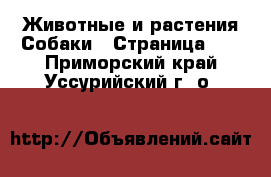 Животные и растения Собаки - Страница 10 . Приморский край,Уссурийский г. о. 